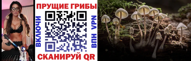Псилоцибиновые грибы прущие грибы Карачаевск